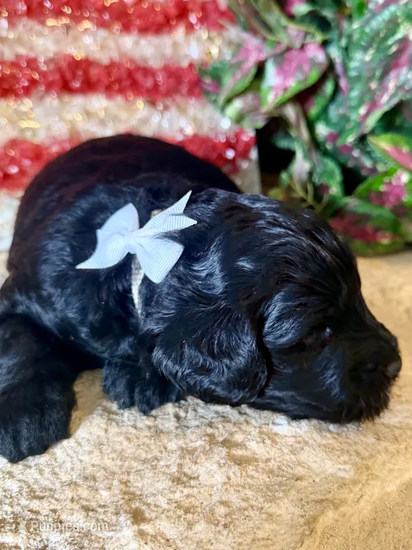 Blaze – Miniature Aussiedoodle puppy for sale in Midlothian, TX