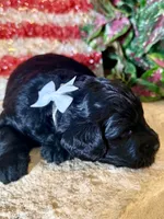 Blaze, a male Miniature Aussiedoodle for sale in Midlothian, TX – 1 of 3