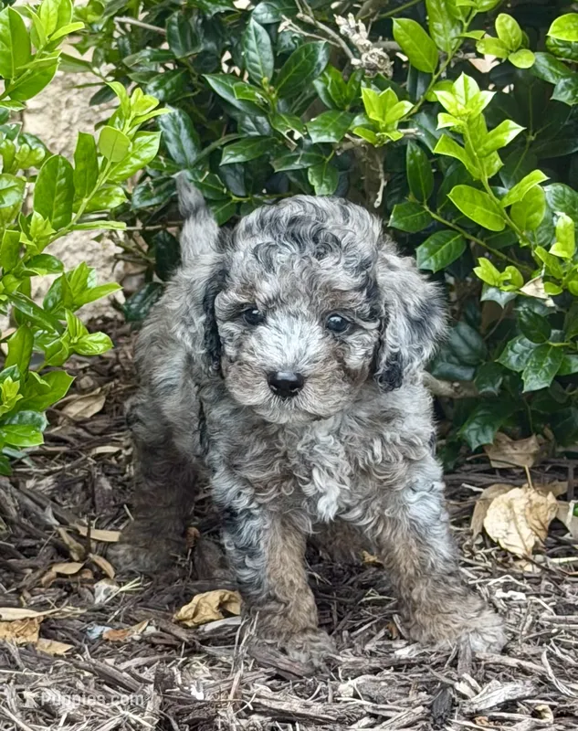 Rowlf – Aussiedoodle, Miniature Aussiedoodle puppy for sale in Midlothian, TX