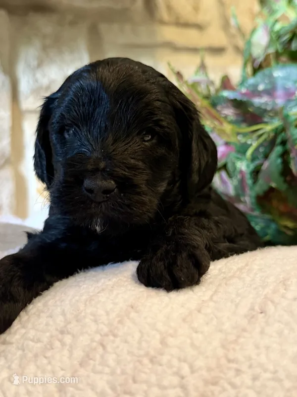 Bolt – Aussiedoodle, Miniature Aussiedoodle puppy for sale in Midlothian, TX