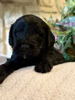 Bolt, a male Aussiedoodle and Miniature Aussiedoodle for sale in Midlothian, TX – 1 of 4