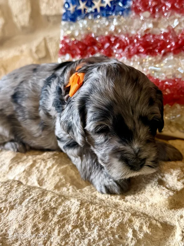 Shiloh – Miniature Aussiedoodle puppy for sale in Midlothian, TX