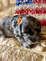 Shiloh, a female Miniature Aussiedoodle for sale in Midlothian, TX – 1 of 3