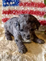 Cosmo, a male Miniature Aussiedoodle for sale in Midlothian, TX – 1 of 3