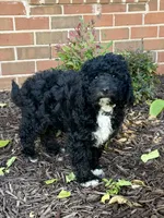 Tux, a male Miniature Aussiedoodle for sale in Midlothian, TX – 1 of 4