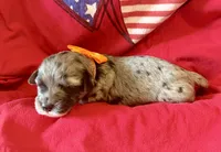 Shiloh, a female Miniature Aussiedoodle for sale in Midlothian, TX – 3 of 3