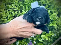 Flint, a male Aussiedoodle and Miniature Aussiedoodle for sale in Midlothian, TX – 3 of 4