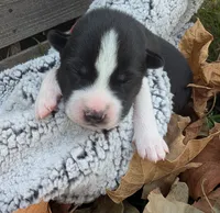 Red Collar Boy, a male Siberian Husky for sale in Buckner, AR – 3 of 3