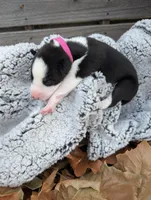 Hot Pink Collar Girl, a female Siberian Husky for sale in Buckner, AR – 2 of 2