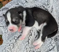 Purple Collar Girl , a female Siberian Husky for sale in Buckner, AR – 2 of 3
