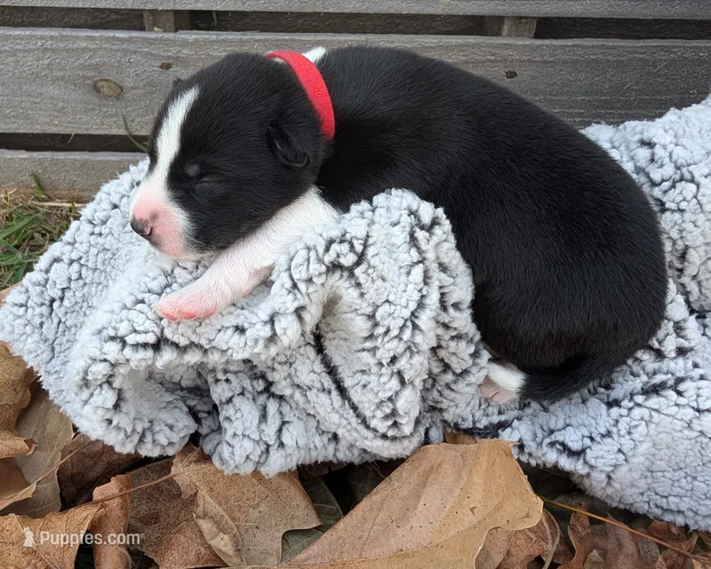 Red Collar Boy – Siberian Husky puppy for sale in Buckner, AR