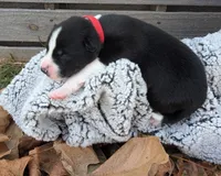 Red Collar Boy, a male Siberian Husky for sale in Buckner, AR – 1 of 3