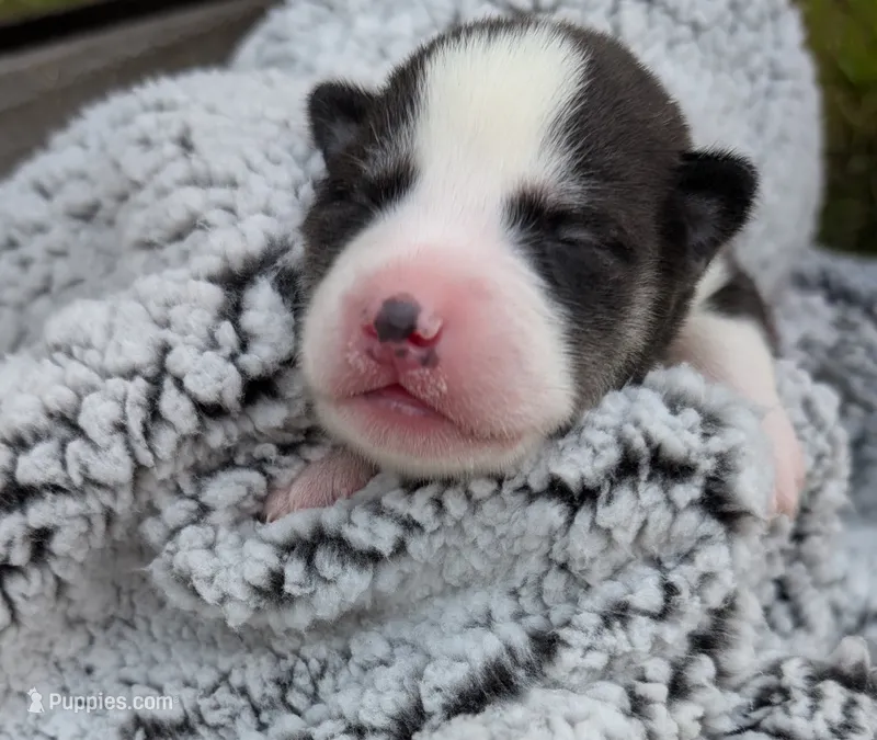 Green Collar Boy – Siberian Husky puppy for sale in Buckner, AR