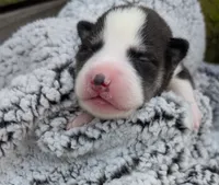 Green Collar Boy, a male Siberian Husky for sale in Buckner, AR – 1 of 3