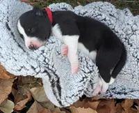Red Collar Boy, a male Siberian Husky for sale in Buckner, AR – 2 of 3