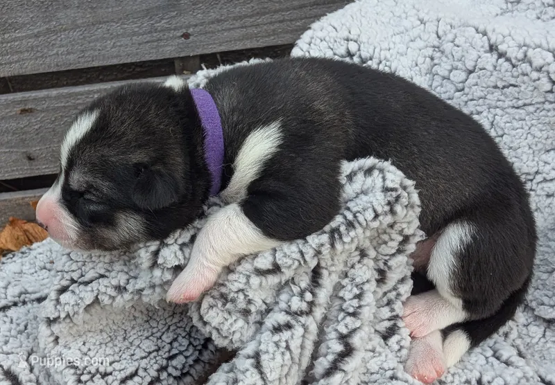 Purple Collar Girl  – Siberian Husky puppy for sale in Buckner, AR