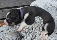 Purple Collar Girl , a female Siberian Husky for sale in Buckner, AR – 1 of 3