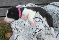 Hot Pink Collar Girl, a female Siberian Husky for sale in Buckner, AR – 1 of 2