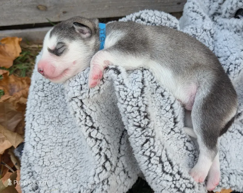 Blue Collar Boy  – Siberian Husky puppy for sale in Buckner, AR