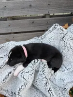 Soft Pink Collar Girl , a female Siberian Husky for sale in Buckner, AR – 3 of 3