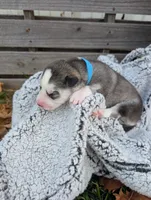 Blue Collar Boy , a male Siberian Husky for sale in Buckner, AR – 2 of 3