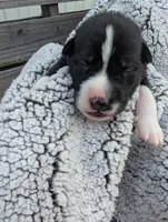 Soft Pink Collar Girl , a female Siberian Husky for sale in Buckner, AR – 2 of 3