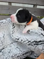 Orange Collar Boy , a male Siberian Husky for sale in Buckner, AR – 3 of 3