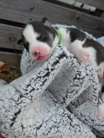 Green Collar Boy, a male Siberian Husky for sale in Buckner, AR – 2 of 3