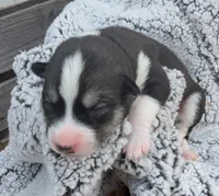 Purple Collar Girl , a female Siberian Husky for sale in Buckner, AR – 3 of 3