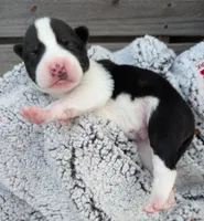 Orange Collar Boy , a male Siberian Husky for sale in Buckner, AR – 2 of 3