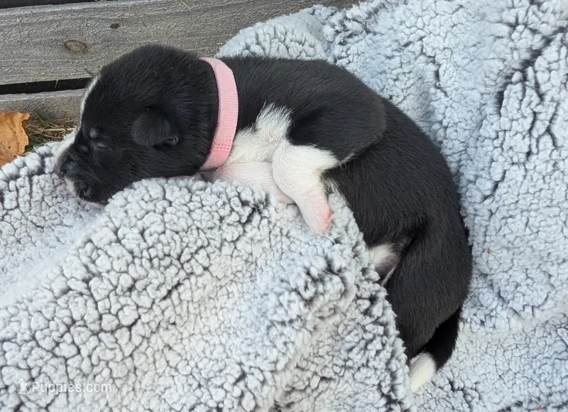 Soft Pink Collar Girl  – Siberian Husky puppy for sale in Buckner, AR