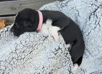 Soft Pink Collar Girl , a female Siberian Husky for sale in Buckner, AR – 1 of 3