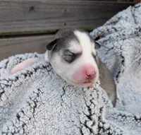 Blue Collar Boy , a male Siberian Husky for sale in Buckner, AR – 3 of 3