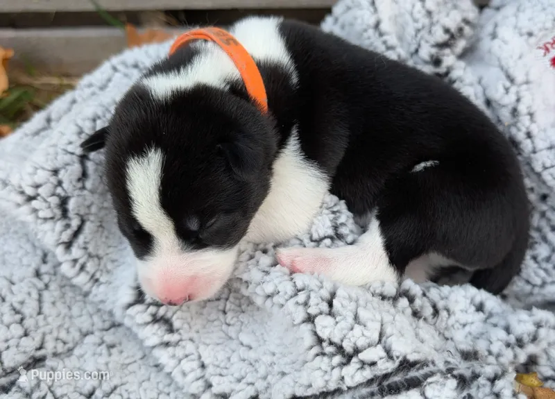 Orange Collar Boy  – Siberian Husky puppy for sale in Buckner, AR