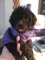 Piper Lee, a female Poodle - Toy  for sale in Chadbourn, NC – 2 of 3
