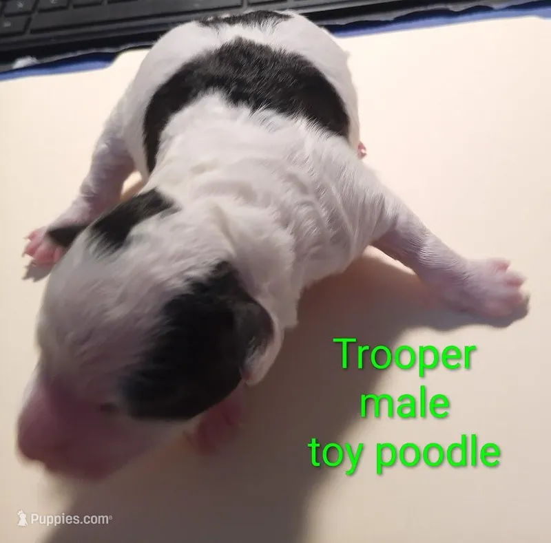 Trooper