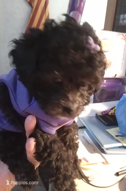 Piper Lee – Poodle - Toy  puppy for sale in Chadbourn, NC