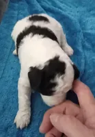 Trooper, a male Poodle - Toy  for sale in Chadbourn, NC – Photo 2 of 2