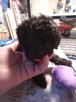 Piper Lee, a female Poodle - Toy  for sale in Chadbourn, NC – 3 of 3