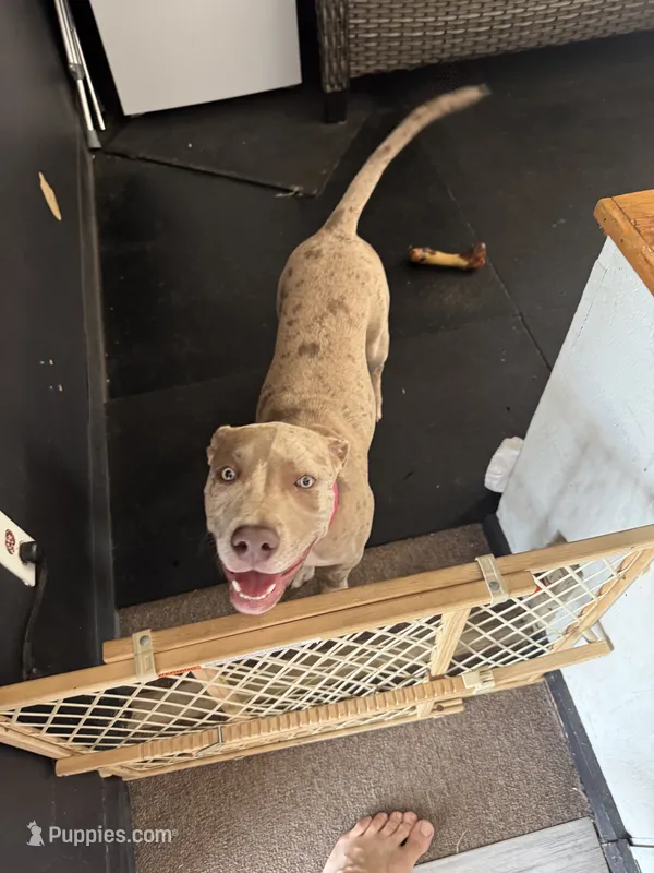 Harley – American Bully puppy for sale in Florence, SC
