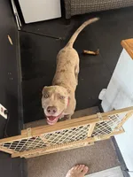 Harley, a female American Bully for sale in Florence, SC – 1 of 3