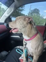 Harley, a female American Bully for sale in Florence, SC – 2 of 3