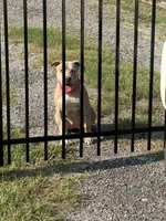 Harley, a female American Bully for sale in Florence, SC – 3 of 3