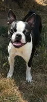 Purple collar girl, a female Boston Terrier for sale in Eatonville, WA – 7 of 7