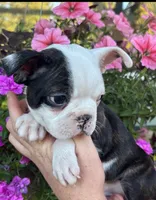 Red boy, a male Boston Terrier for sale in Eatonville, WA – 2 of 5