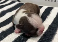 Tony Stark, a male Boston Terrier for sale in Eatonville, WA – 5 of 8