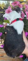 Red boy, a male Boston Terrier for sale in Eatonville, WA – 3 of 5