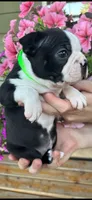 Green girl, a female Boston Terrier for sale in Eatonville, WA – 5 of 8