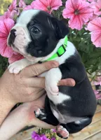 Green girl, a female Boston Terrier for sale in Eatonville, WA – 3 of 8