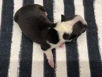 Groot, a male Boston Terrier for sale in Eatonville, WA – 6 of 8